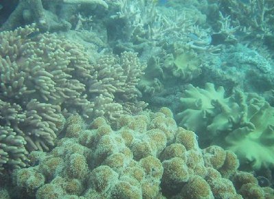 Recife de corais