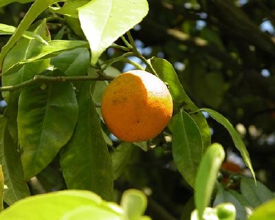 Naranja