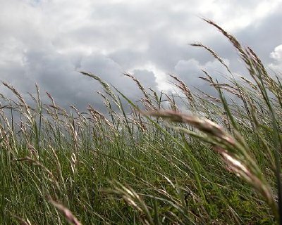 風の中の草