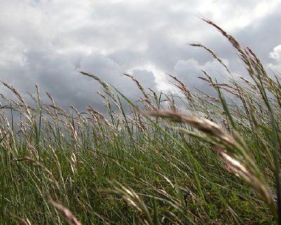 Hierba en el viento