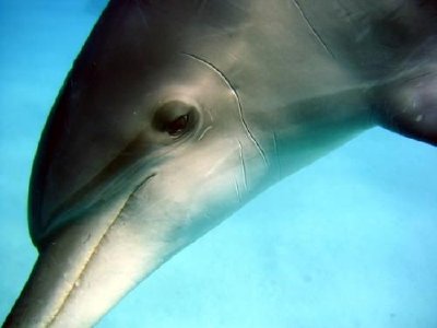 Dolphin jigsaw puzzle