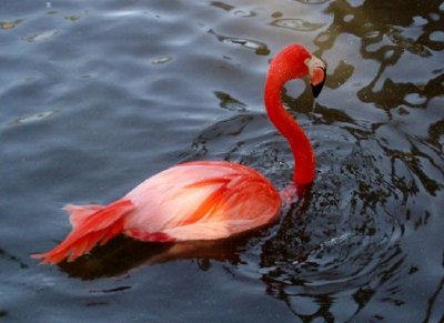 Flamingo jigsaw puzzle