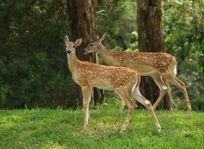 Deer jigsaw puzzle