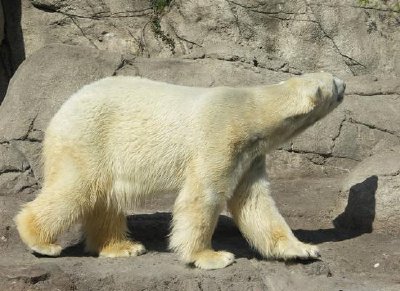 Polar bear