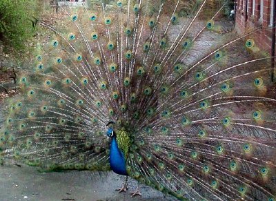 Pavo real