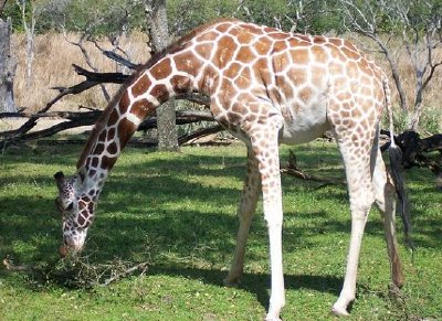 Giraffer