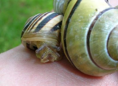 Snails