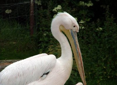 Stork