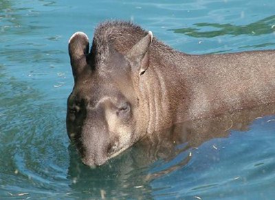 Tapir jigsaw puzzle