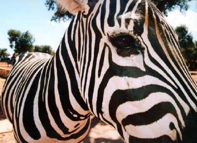 Zebra