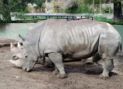 Rhinocerus