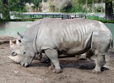 Rhinocérus