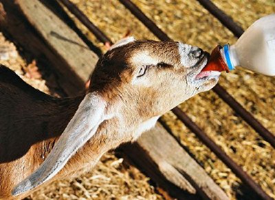 Baby goat jigsaw puzzle