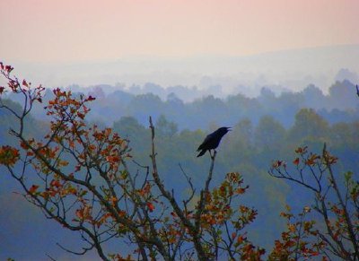 corbeau