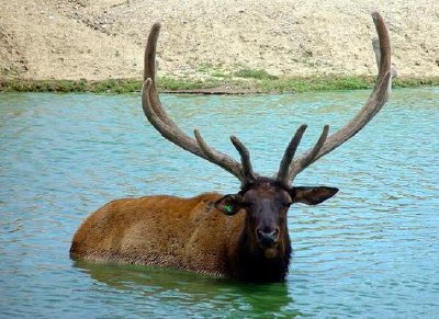 Elk jigsaw puzzle