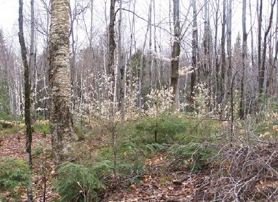 Quebec Wald, Kanada