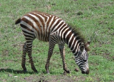 Zebra jigsaw puzzle