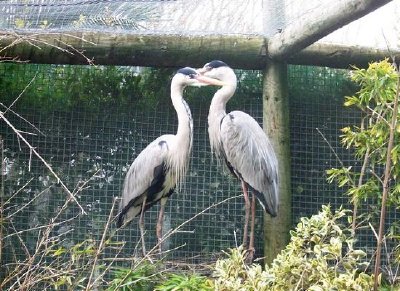 Herons jigsaw puzzle