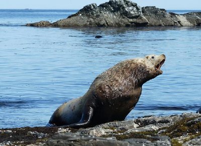 Sea lions