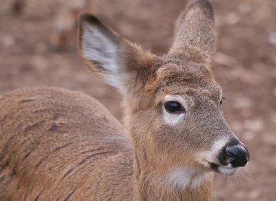 Deer jigsaw puzzle