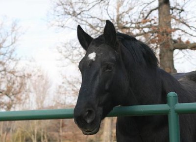 Caballo