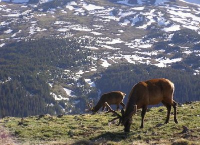 Alci nella montagna rocciosa