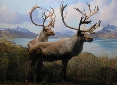 Wapiti