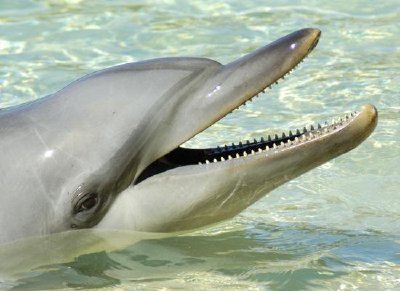 Dolphin