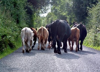 Cows jigsaw puzzle