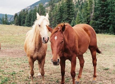 Les chevaux