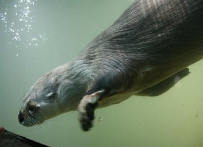 Lontra