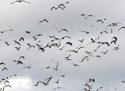 Mouettes
