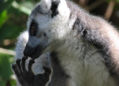 Lemur