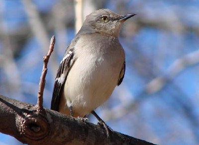 Oiseau moqueur