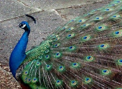 Peacock jigsaw puzzle