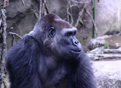 Gorilla