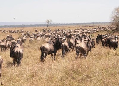 Gnu jigsaw puzzle