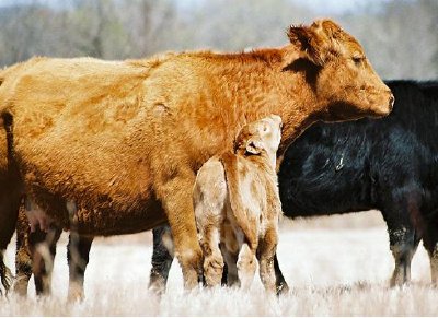 Cows jigsaw puzzle