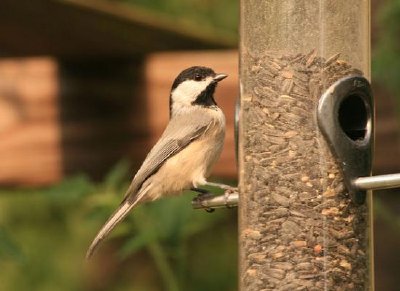 Bird feeder jigsaw puzzle