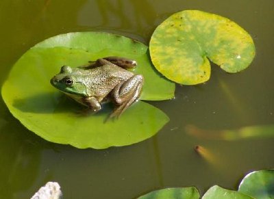 カエル