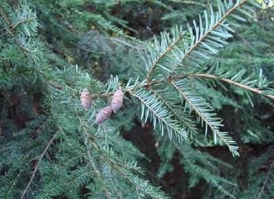 immergrüner Baum