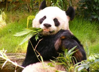 панда