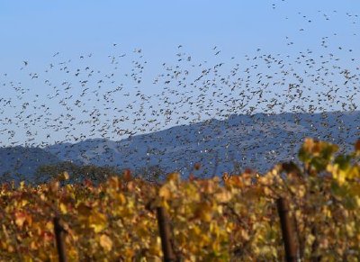 Flock av fåglar