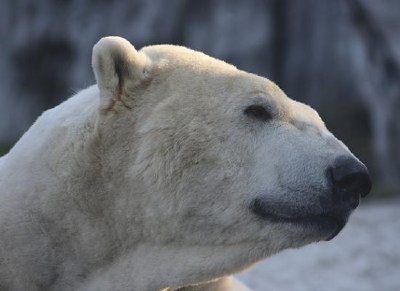 Polar bear jigsaw puzzle