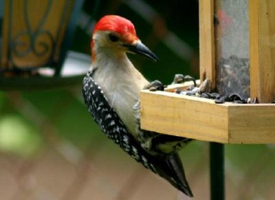 Woodpecker jigsaw puzzle