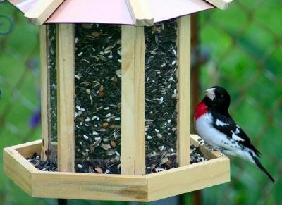 鳥の餌箱