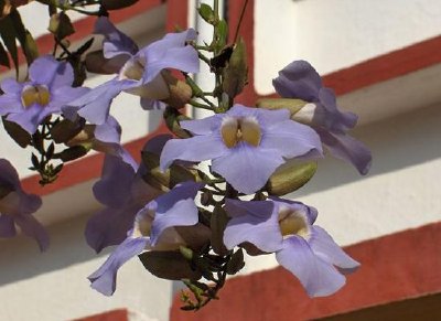 藍紫色的花，印度果阿
