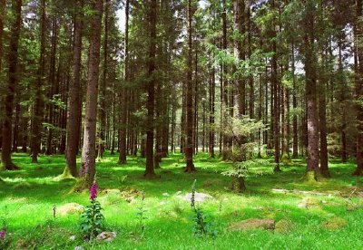 Cork, Ireland jigsaw puzzle