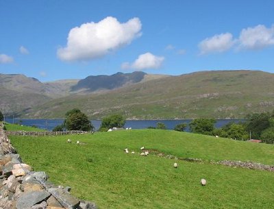 Sheeps pasture, Ireland 