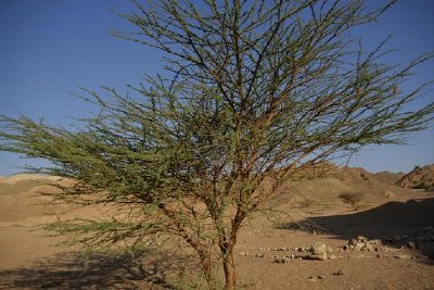 Árvore de acácia, Reserva Natural Eilat, Israel